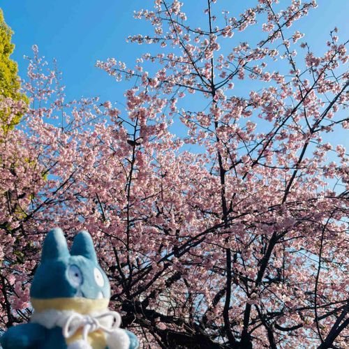 桜の季節ですね