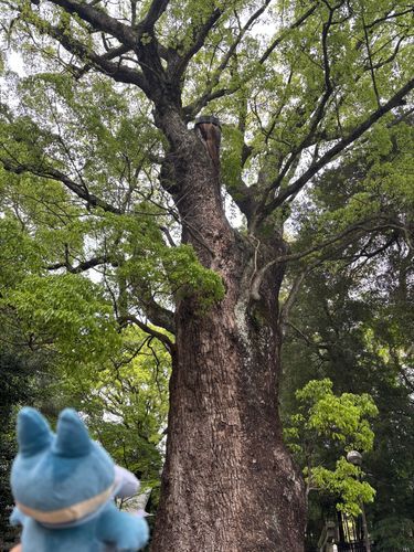 御神木と親睦…なんちゃって