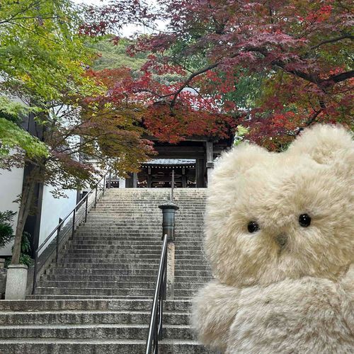 こうよう きれい
おじいちゃん ゆっくりねむって
おつかれさま
（ちゃも は ごうせい）