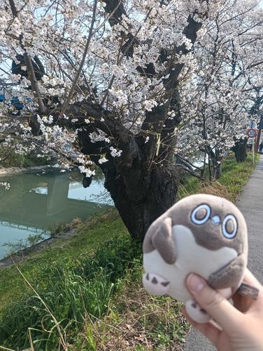 数日前にお花見に行ってきました🌸🌸満開でとても綺麗でした🌸