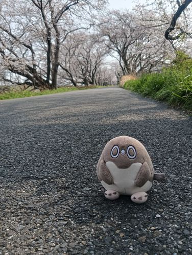 2週間ほど前にお花見に行った時の。綺麗だね。