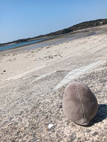 海を見るアデリー