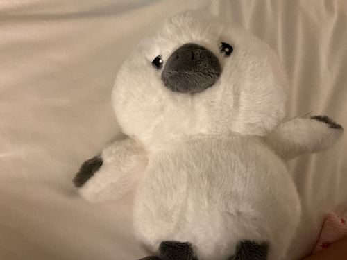こんにちは、私の名前はカモだよ。みんなよろしくねー😃！