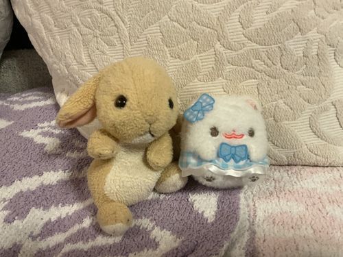 ちゃーちゃんの秘密話、私は実はディズニーでなくし、て誰かに拾ってもらったの？雨の中にそしたら段ボールの中に突然入られて、そしたら2日ぐらいしたら持ち主の家に戻って来れた。だから今かわいい写真を撮っている。🥹