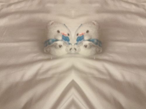 ええええええーポメが2たり❓