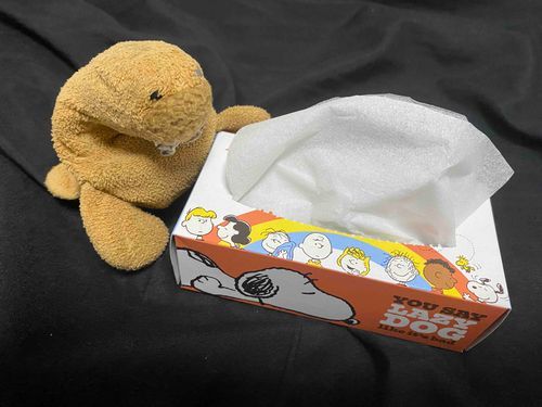 かぼちゃんようのちちゃいティッシュもらった
