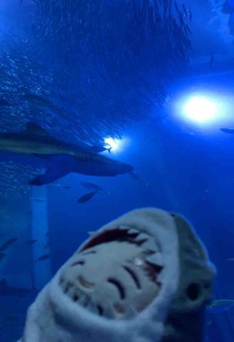 たくさんの🐟さんにも会えました！
🦈さんのイベントにも参加して🦷をお土産にいただきました( ˶◜◡◝˶ )