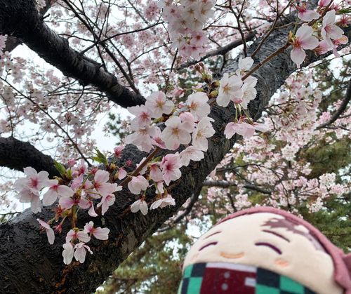 あいにくの雨ですが満開です🌸( ˶◜◡◝˶ )