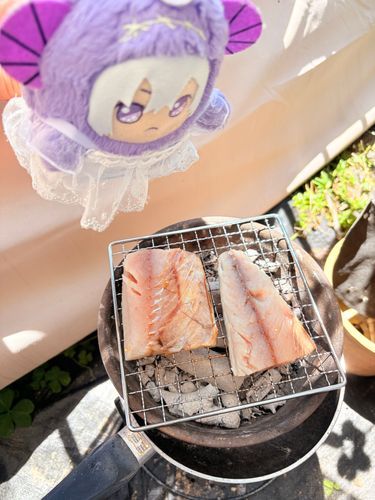 😈🌱サバ焼いてるﾜﾙ