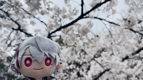 今回はちゃんと満開だった。
新人のｸｽﾞﾊくんを添えて。