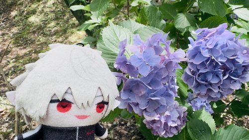 紫陽花綺麗だったな。