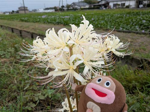 小雨の中でかけたら彼岸花の白いの咲いてた。
写真じゃよく見えないけど花の先の方は薄ピンクでかわいいの〜