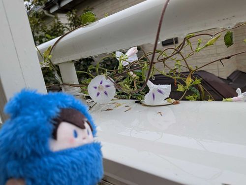 今年の朝顔も終わりかな…