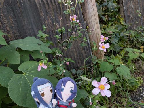 秋明菊が今年はあんまり咲いてない。つぼみのままでしんなりしちゃってる…