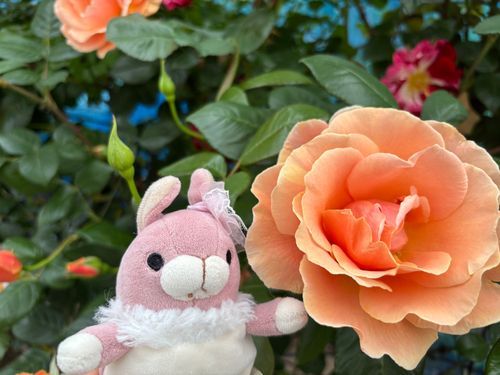 🍑🐰おはよ〜。みんなはGW何をして過ごしてるかなぁ？今朝お散歩に行ったら、きれいな薔薇が咲いていたよ。あま〜い香りに癒やされちゃった🌹