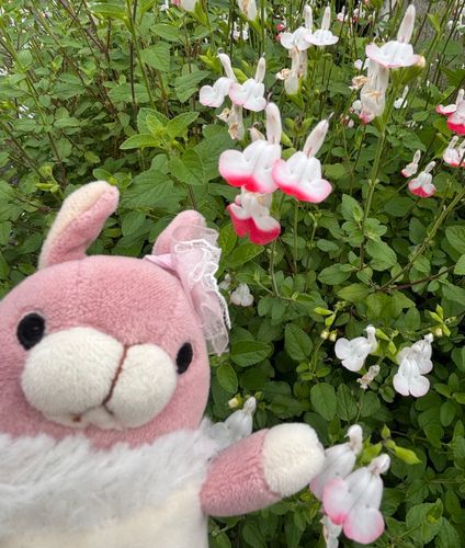 🍑🐰おはよ〜。おととい昨日とお仕事だったお姉ちゃんは今日お休みなの。だからいっしょにお散歩に出たんだけど、スカートをはいてダンスを踊ってるようなかわいいお花さんに会ったんだ💃GWさいしゅうび、みんなにも今日いいことがありますように✨