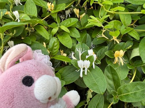 🍑🐰おはよ〜。今朝のお散歩では、スイカズラのお花を見つけたよ。あま〜い香りに包まれて、嬉しい気持ちになったんだ。