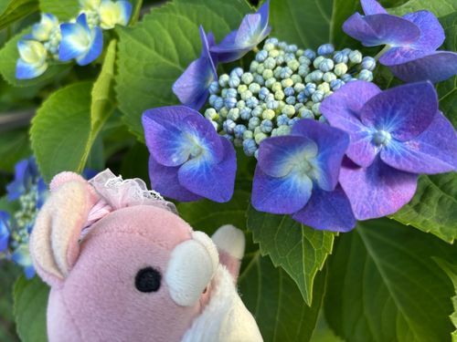 🍑🐰おはよ〜。暑くなってきて、あじさいさんも色づいてきてるね。きれいな色だなぁ。