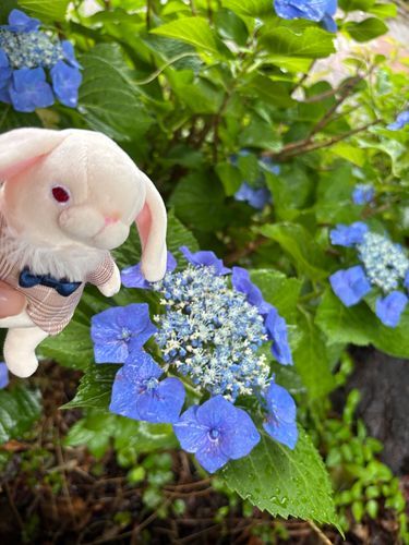 🤍🐰みんな、おはよう。そしてはじめまして。お姉ちゃんと出会った6/6にちなんで、「むむ」というお名前をもらったんだ。これからももとゆめとともに、よろしくね。