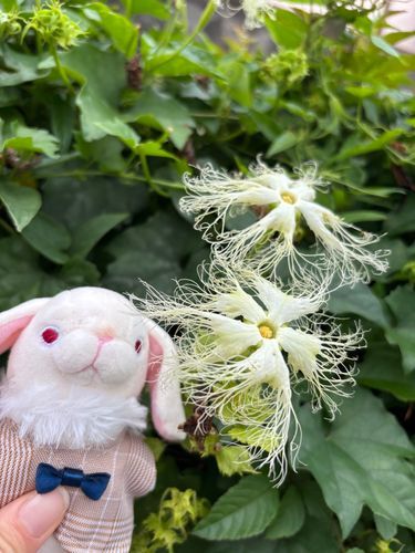🤍🐰みんなおはよ〜。今朝のお散歩で見つけたのは、カラスウリのお花。ひらひらでかわいいね。こっちはこれから雨になるみたい。みんな、ほどほどに過ごそうね。