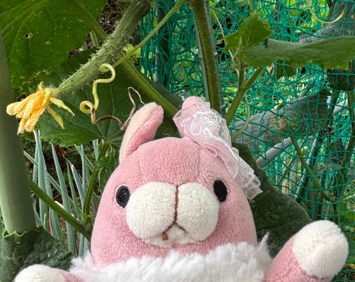 🍑🐰おはよ〜。今日から7月だね。お家で育ててるきゅうりさんがすくすく成長してたんだ。これからぐぐーっと暑くなるし、みんな無理せずがんばろう！