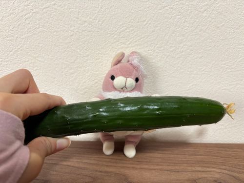 🍑🐰みんなおはよ〜。今朝お家で育てたきゅうりさんが立派になってたから、収穫したんだ✨どうやって食べようかなぁ？