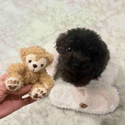 先住犬にもご挨拶🐶♡🧸