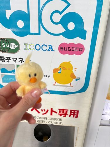 仲間？🐥
ぴよりん、、？🤨