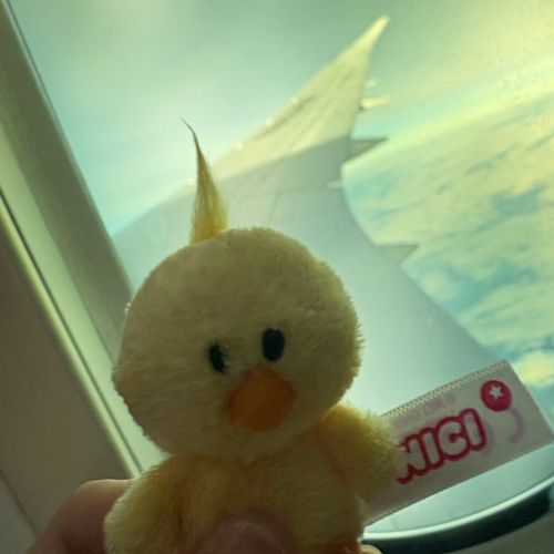 雲の上にて、前髪絶好調🐥
ダッフィはお留守番🧸