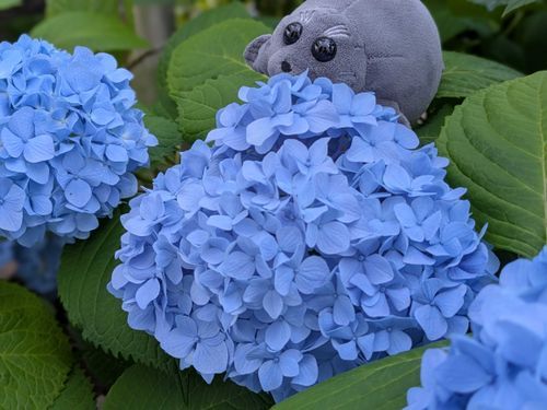 もこたんっ！
きれいなあでぃたえでとぅね、、とぅご！