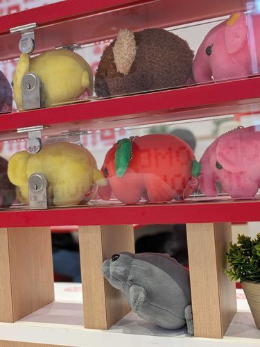 どむどうがたくたんならんでまとぅ、とぅご！