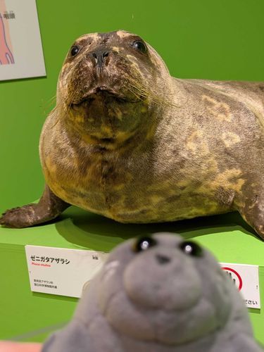 でえがたあだらてぃ