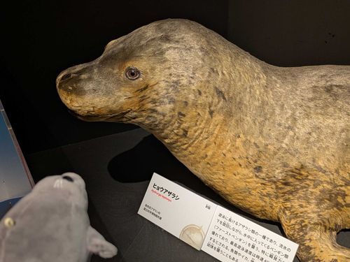 ほうあだらてぃ