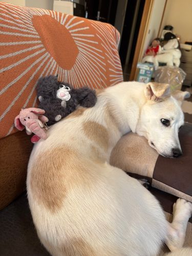 兄の背中の上で撮影📷少し嫌そう🐶