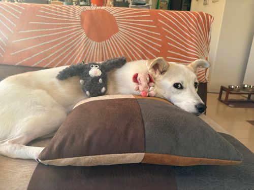やっぱちょっと嫌そうだけど一緒に撮ってくれる優しい兄がいるよ🐶