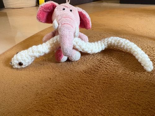新入りの白蛇ちゃんだよ🐍❤︎
