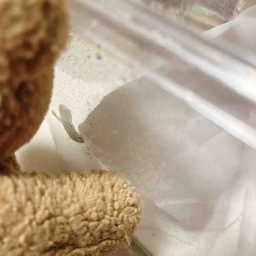 ⚠️爬虫類 注意🦎

お友だち が 飼ってる ヤモリ！
なぜ か 冬眠 しない、お部屋 あったかい から かな〜💭