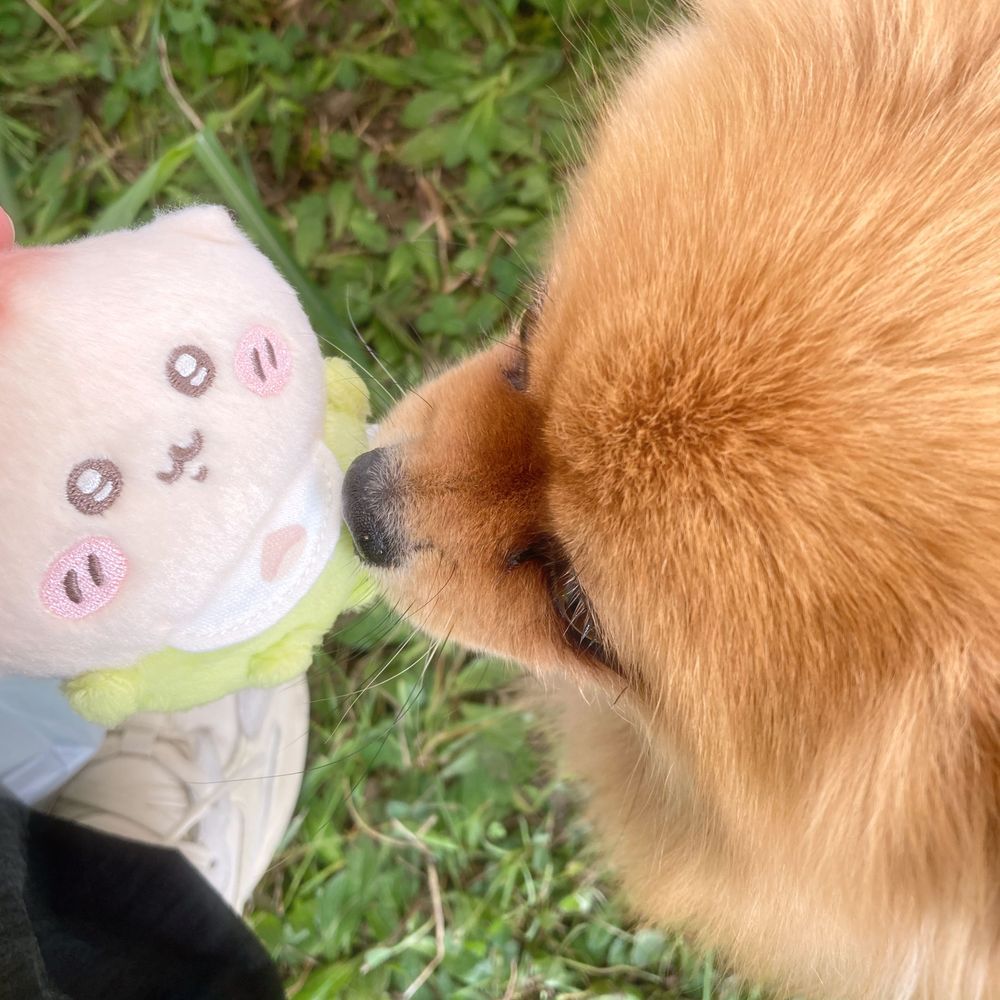 おまつり！

食を楽しんでいたはずなのに、いつのまにか食べられる側になってたね(ひと舐めされただけです)
たのしかったね
