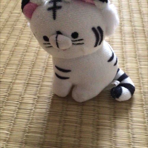 しろくるです！（｡･ω･｡）まだ初心者🔰だけどいろいろよろしく！( っ ᵒ̴̶̷᷄꒳ᵒ̴̶̷᷅ )╮=͟͟͞͞🥺🥺🥺