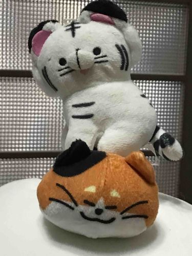 猫ちゃんとの相性どう?(*´ω`*)