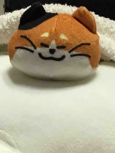 お名前はみけに決定!
サブぬいぐるみ
毛布かけたよ(*´∇｀*)(*´ω`*)