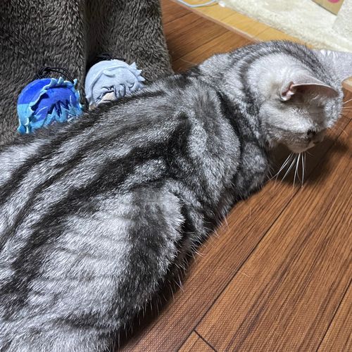 💀すーーー はーーー
🐙ぐるじい です ...
🐈 ？？？