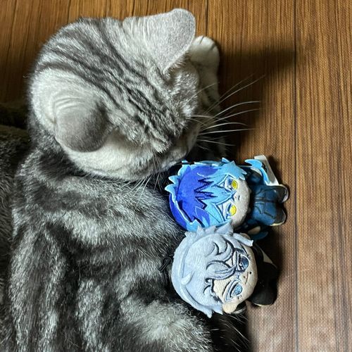 💀ねこたん ... もふもふ ... しあわせ ...
🐙ひっ ...！ こっち を みてますよ ...！
🐈...クンクン うみのさち ...？💭🐙