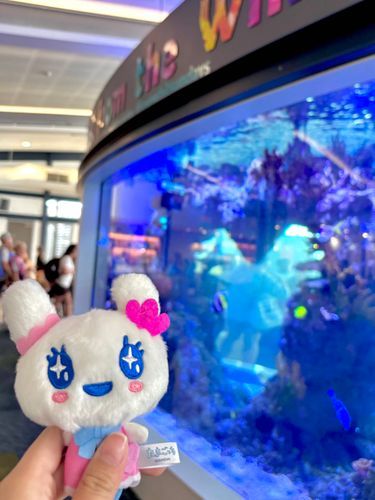 この間旅行に連れてって貰いました。とても綺麗でした♪