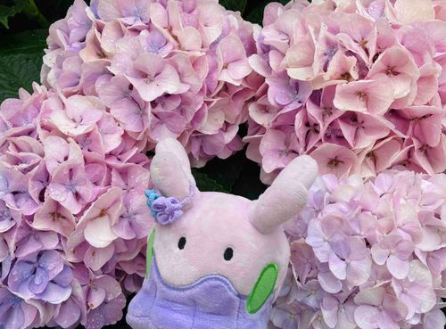 紫陽花の色とお揃いだねぇ