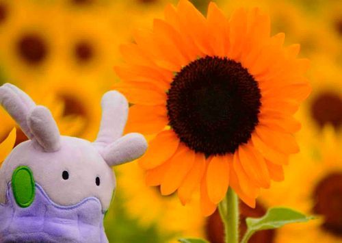 ひまわりたくさん咲いてたねぇ🌻
すっごいオレンジ色だね