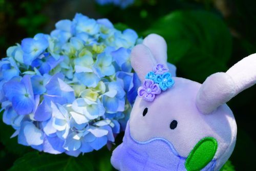 そろそろ紫陽花の季節だねぇ