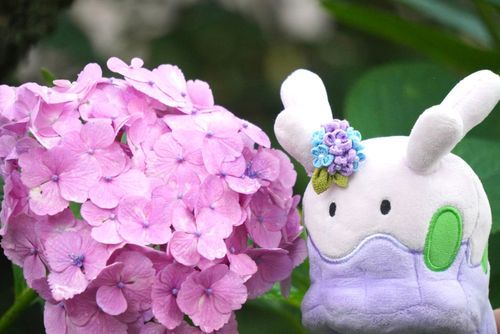 ピンクの紫陽花かわいいねえ