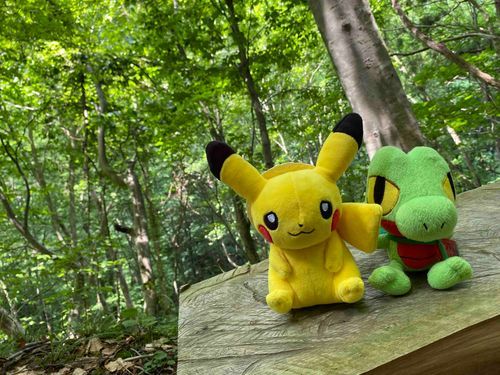 【思い出写真】
まめ:ソラはまだ居なかったから、キモリ先輩といっしょに行ったよ
キモリ先輩はトレーナーさんと20年以上一緒にいるんだって
