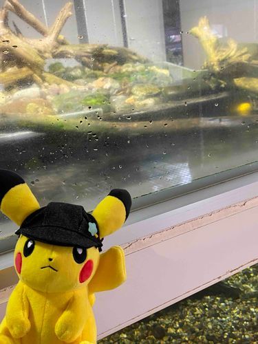 ソラ:ざんねんだけど、カワウソさんはお休みちゅうでした。